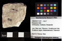 Foto (Objket + Etiketten) von Decapoda indet. 